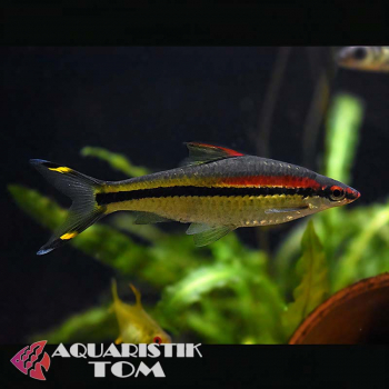 Rotstrichbarbe, Puntius denisonii